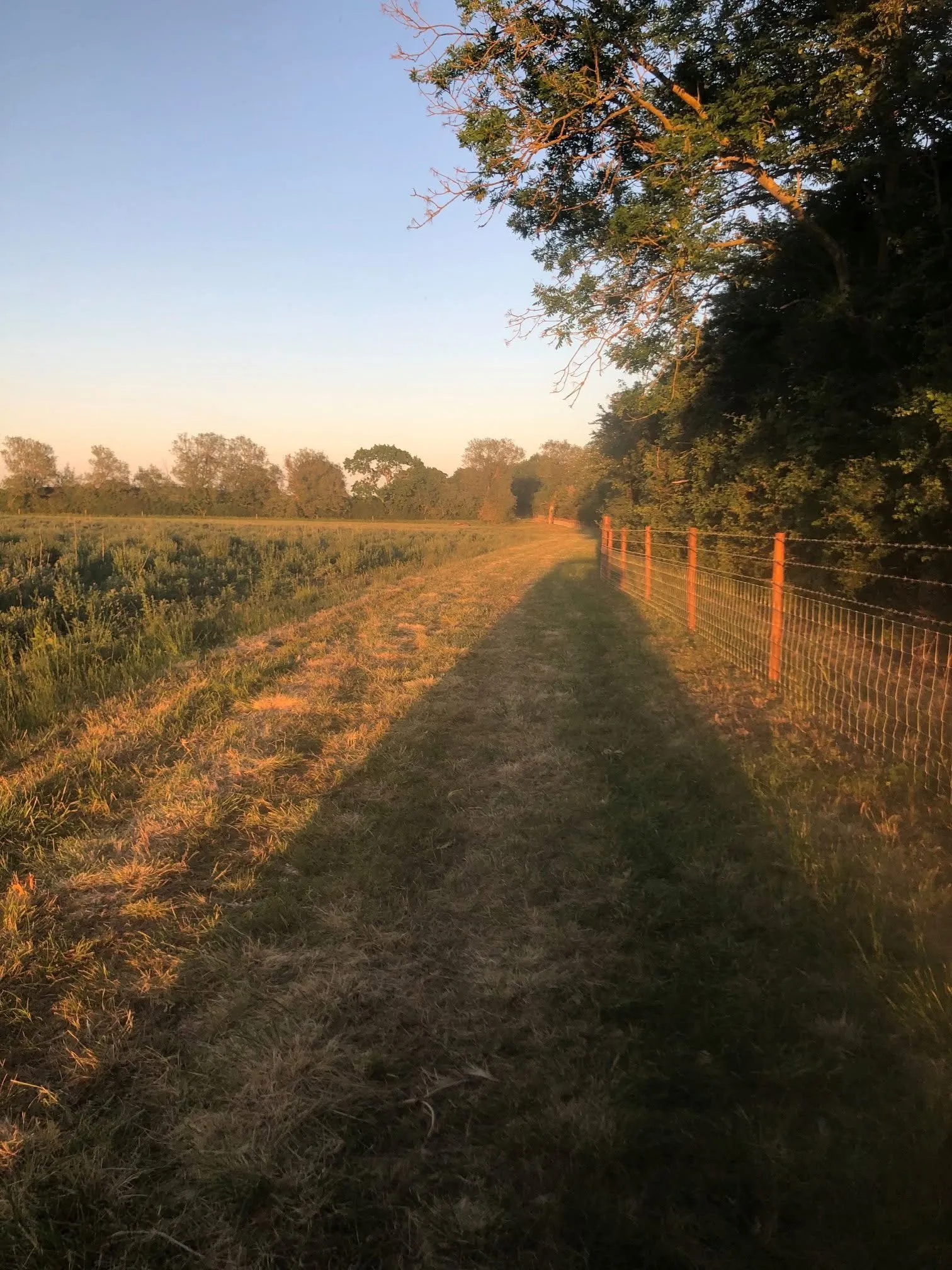 Bridleway with fencing