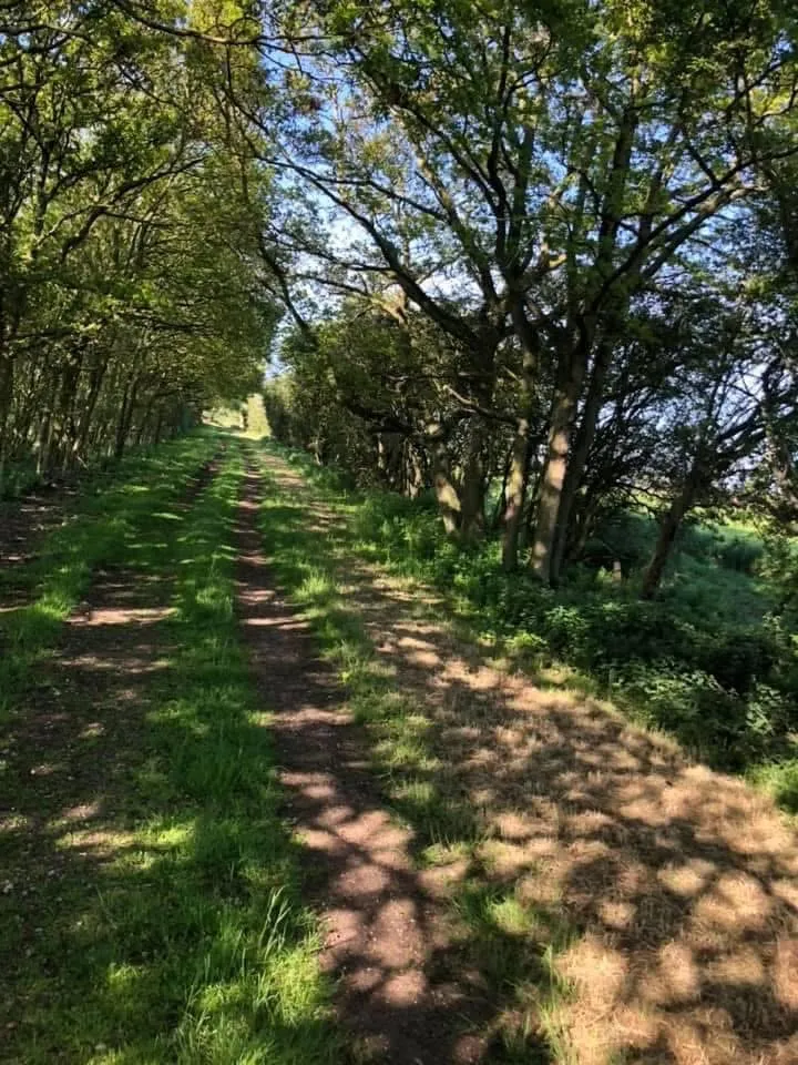Tree-lined hacking trails